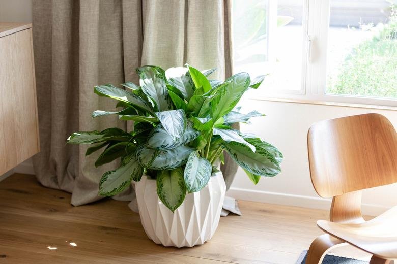 Aglaonema indoor plant for home