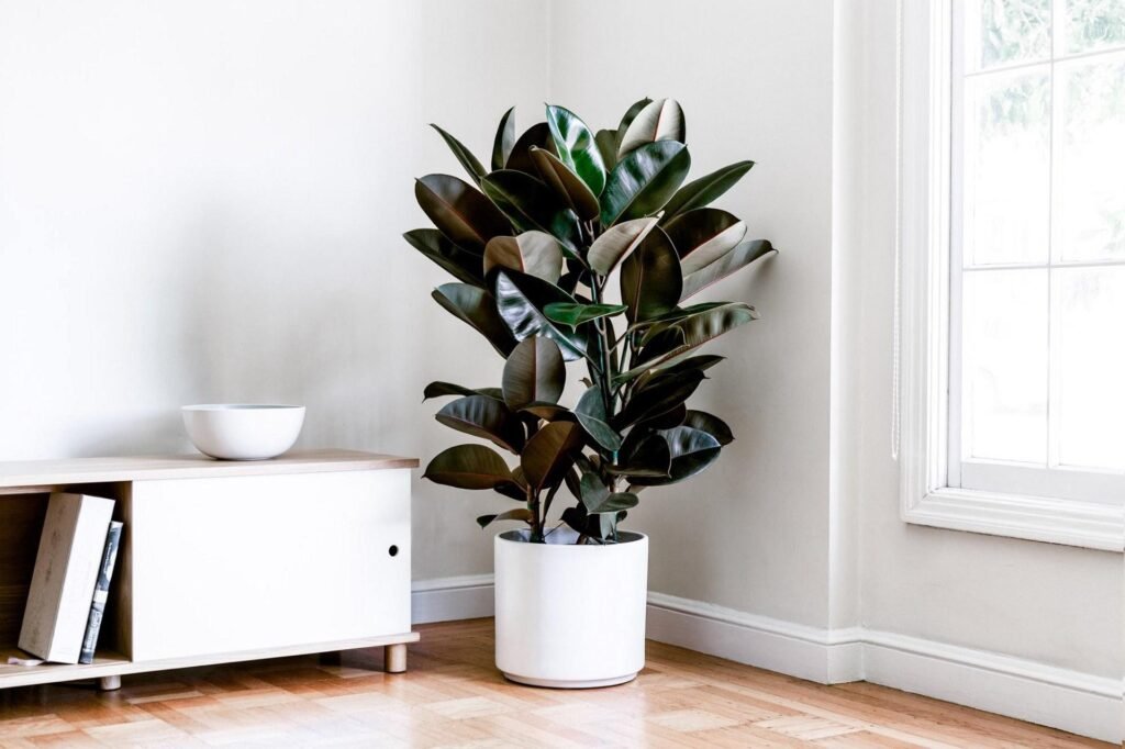 Rubber Plant indoor plant for home