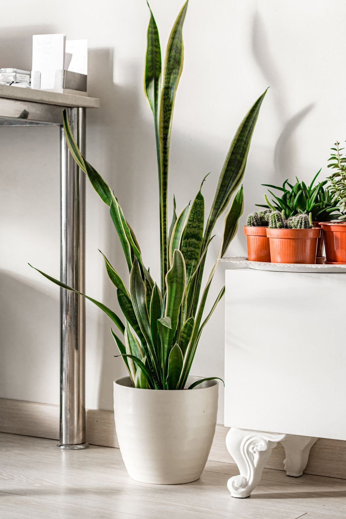 Snake Plant indoor plant for home
