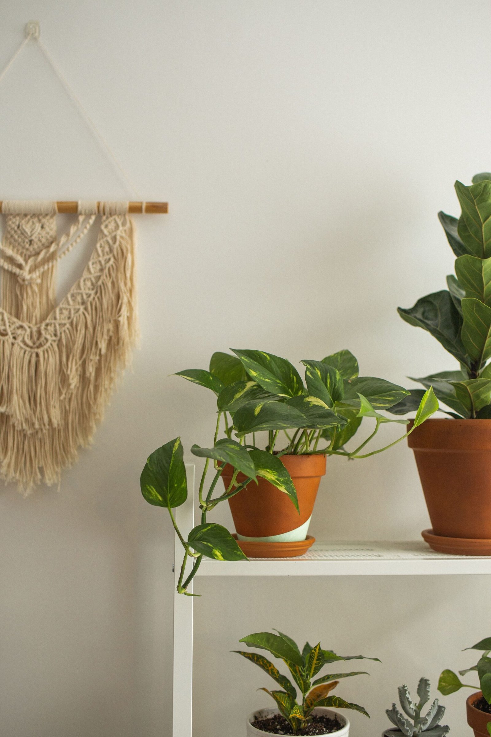 Money Plant Pothos indoor plant for home