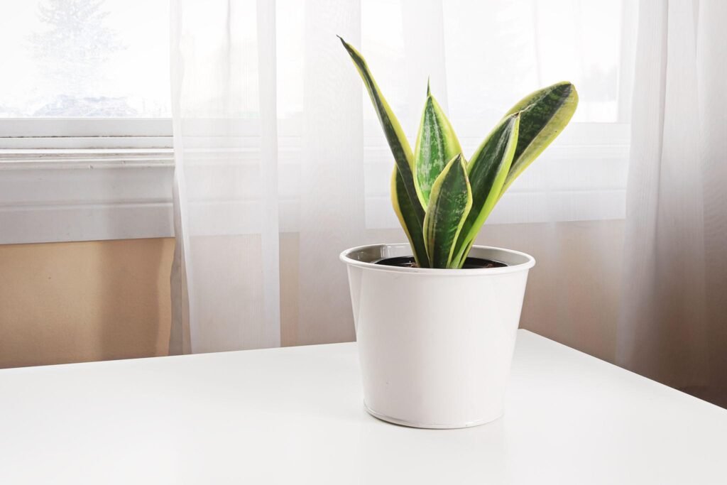 Snake Plant indoor plant for home